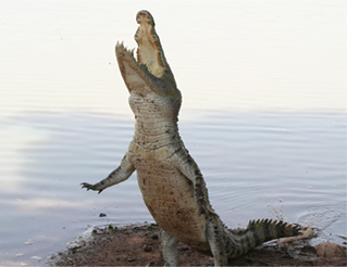 Night Safari @ Crocodile Bank